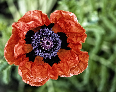 First image of Poppy