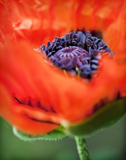 Poppy from the side