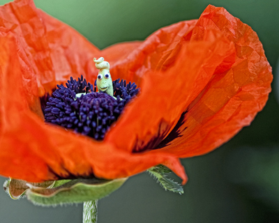 Poppy With My Garden Elflette